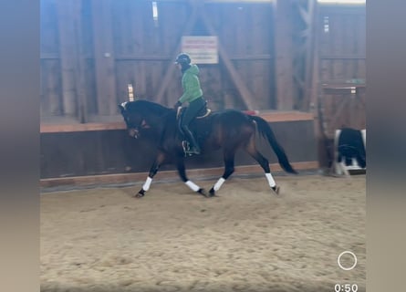 Trakehner, Caballo castrado, 8 años, 168 cm, Castaño oscuro