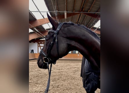 Trakehner, Caballo castrado, 8 años, 168 cm, Negro