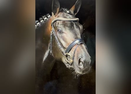 Trakehner, Castrone, 10 Anni, 167 cm, Baio scuro