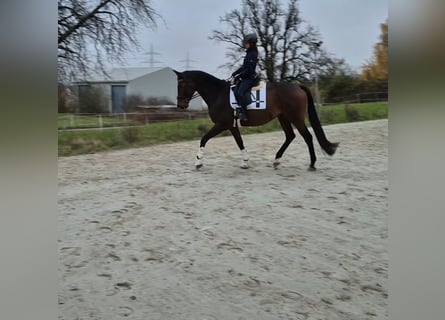 Trakehner, Castrone, 10 Anni, 176 cm, Baio