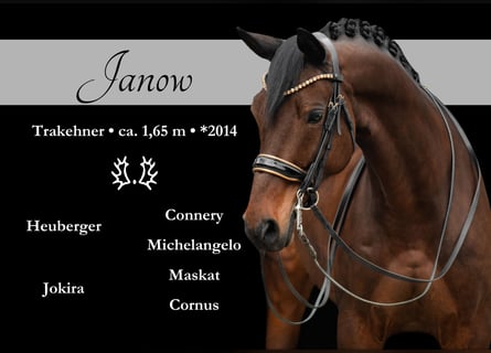 Trakehner, Castrone, 11 Anni, 165 cm, Baio scuro