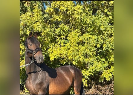 Trakehner, Castrone, 19 Anni, 168 cm, Baio scuro