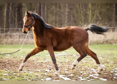 Trakehner, Castrone, 2 Anni, 165 cm, Baio