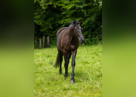 Trakehner, Castrone, 2 Anni, 168 cm, Morello