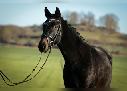 Trakehner, Castrone, 3 Anni, 160 cm, Grigio ferro