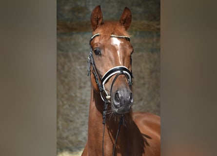 Trakehner, Castrone, 3 Anni, 164 cm, Sauro