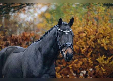 Trakehner, Castrone, 3 Anni, 165 cm, Baio scuro