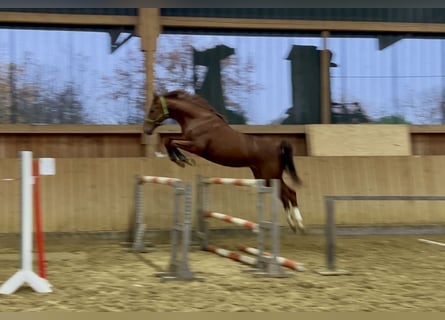 Trakehner, Castrone, 3 Anni, 167 cm, Sauro