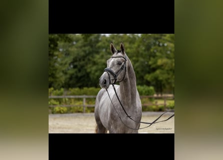 Trakehner, Castrone, 3 Anni, 168 cm, Grigio