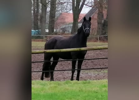 Trakehner, Castrone, 3 Anni, 169 cm, Morello