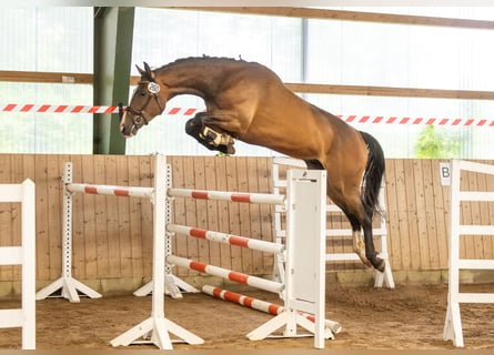 Trakehner, Castrone, 3 Anni, 170 cm, Baio