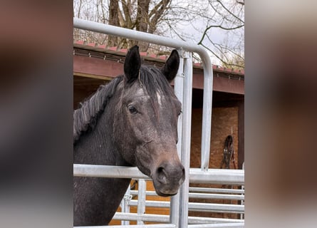 Trakehner, Castrone, 3 Anni, 170 cm, Grigio ferro
