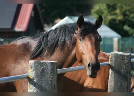 Trakehner, Castrone, 3 Anni, Baio scuro