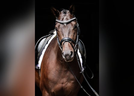 Trakehner, Castrone, 4 Anni, 163 cm, Baio scuro