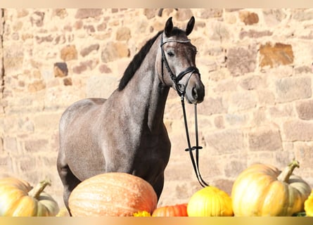 Trakehner, Castrone, 4 Anni, 163 cm, Grigio