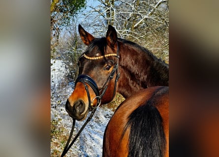 Trakehner, Castrone, 4 Anni, 166 cm, Baio