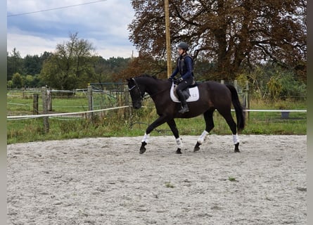 Trakehner, Castrone, 4 Anni, 167 cm, Morello