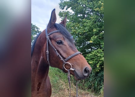 Trakehner, Castrone, 4 Anni, 168 cm, Baio