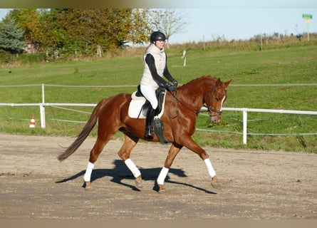 Trakehner, Castrone, 4 Anni, 168 cm, Sauro