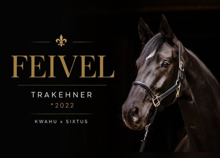 Trakehner, Castrone, 4 Anni, 169 cm, Baio scuro