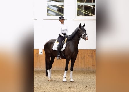 Trakehner, Castrone, 4 Anni, 169 cm, Morello