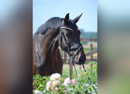 Trakehner, Castrone, 4 Anni, 170 cm, Baio scuro