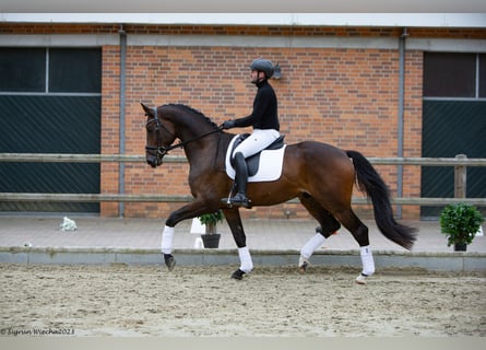 Trakehner, Castrone, 4 Anni, 172 cm, Baio scuro