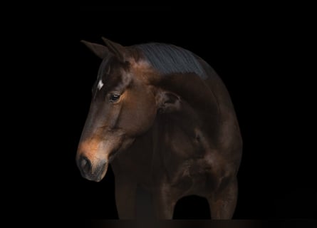 Trakehner, Castrone, 4 Anni, 173 cm, Baio scuro