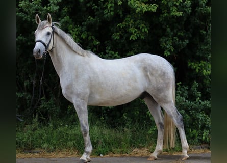 Trakehner, Castrone, 5 Anni, 154 cm, Grigio