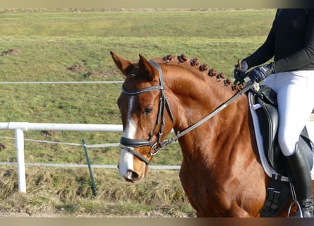 Trakehner, Castrone, 5 Anni, 155 cm, Sauro