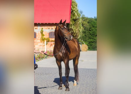 Trakehner, Castrone, 5 Anni, 165 cm, Baio ciliegia