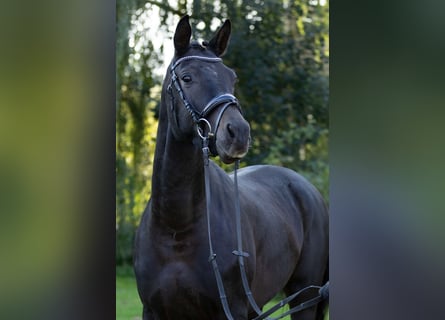 Trakehner, Castrone, 5 Anni, 165 cm, Baio nero