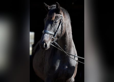 Trakehner, Castrone, 5 Anni, 169 cm, Baio scuro