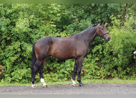 Trakehner, Castrone, 5 Anni, 171 cm, Baio scuro