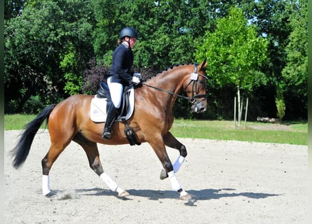 Trakehner, Castrone, 5 Anni, 173 cm, Baio scuro