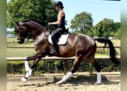 Trakehner, Castrone, 5 Anni, 178 cm, Baio