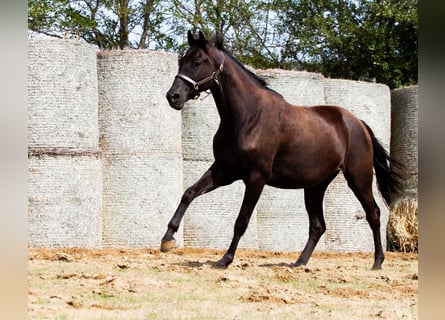 Trakehner, Castrone, 5 Anni, Baio nero