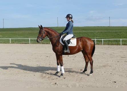 Trakehner, Castrone, 6 Anni, 165 cm, Baio