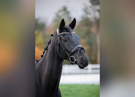 Trakehner, Castrone, 6 Anni, 166 cm, Baio nero