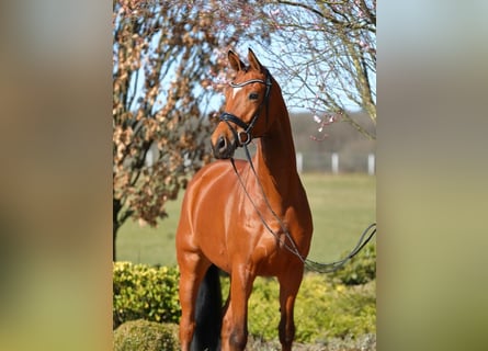Trakehner, Castrone, 6 Anni, 167 cm, Baio