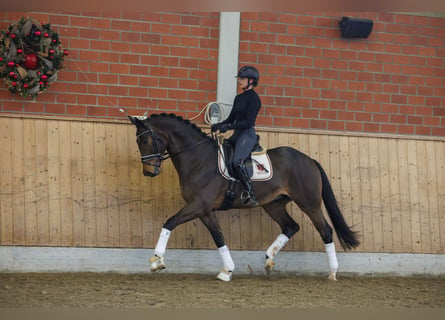 Trakehner, Castrone, 6 Anni, 168 cm, Baio