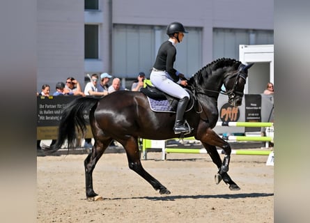 Trakehner, Castrone, 6 Anni, 168 cm, Baio scuro