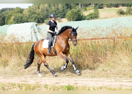 Trakehner, Castrone, 6 Anni, 168 cm, Baio scuro