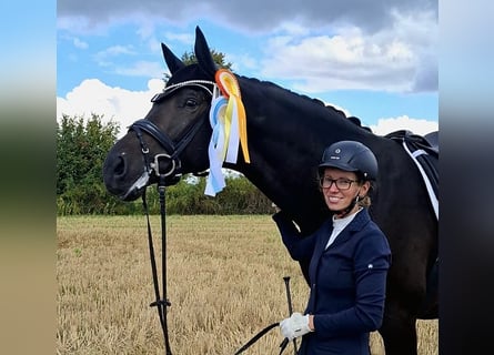 Trakehner, Castrone, 6 Anni, 174 cm, Baio nero