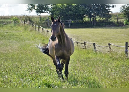 Trakehner, Castrone, 7 Anni, 172 cm, Baio