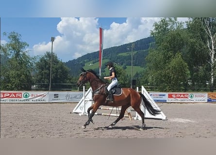 Trakehner, Castrone, 7 Anni, 173 cm, Baio