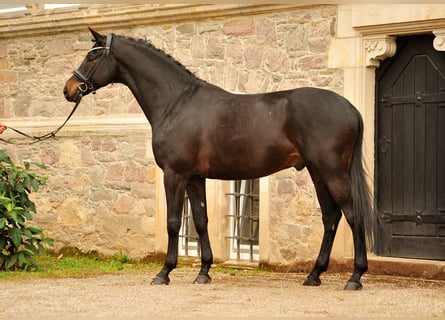 Trakehner, Castrone, 7 Anni, 174 cm, Baio nero