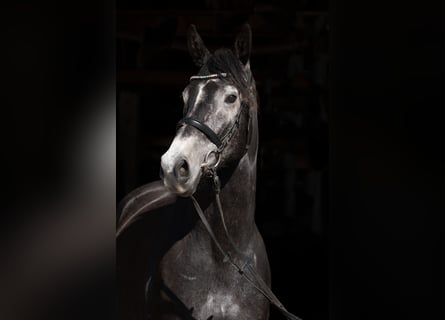 Trakehner, Castrone, 8 Anni, 170 cm, Grigio ferro