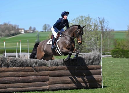 Trakehner, Castrone, 9 Anni, 164 cm, Baio