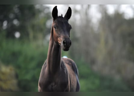 Trakehner, Étalon, 1 Année, 140 cm, Bai brun foncé